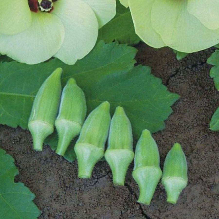 Toros Japon Bamya Tohumu-10 Gram (Orjinal Paket)