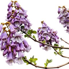 Çok Hızlı Büyüyen Paulownia (Pavlonya) Kiri Fidanı SAKSIDA-60/80- cm