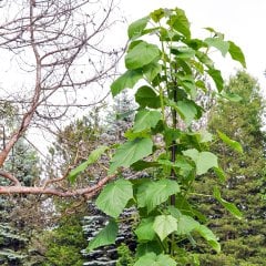 Çok Hızlı Büyüyen Paulownia (Pavlonya) Kiri Fidanı SAKSIDA-60/80- cm