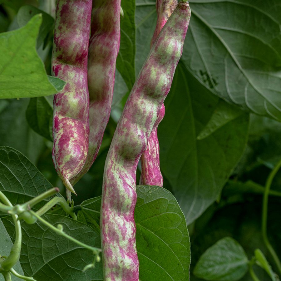 Oturak Taze Hale Barbunya Tohumu-50 Gram (Orjinal Paket)