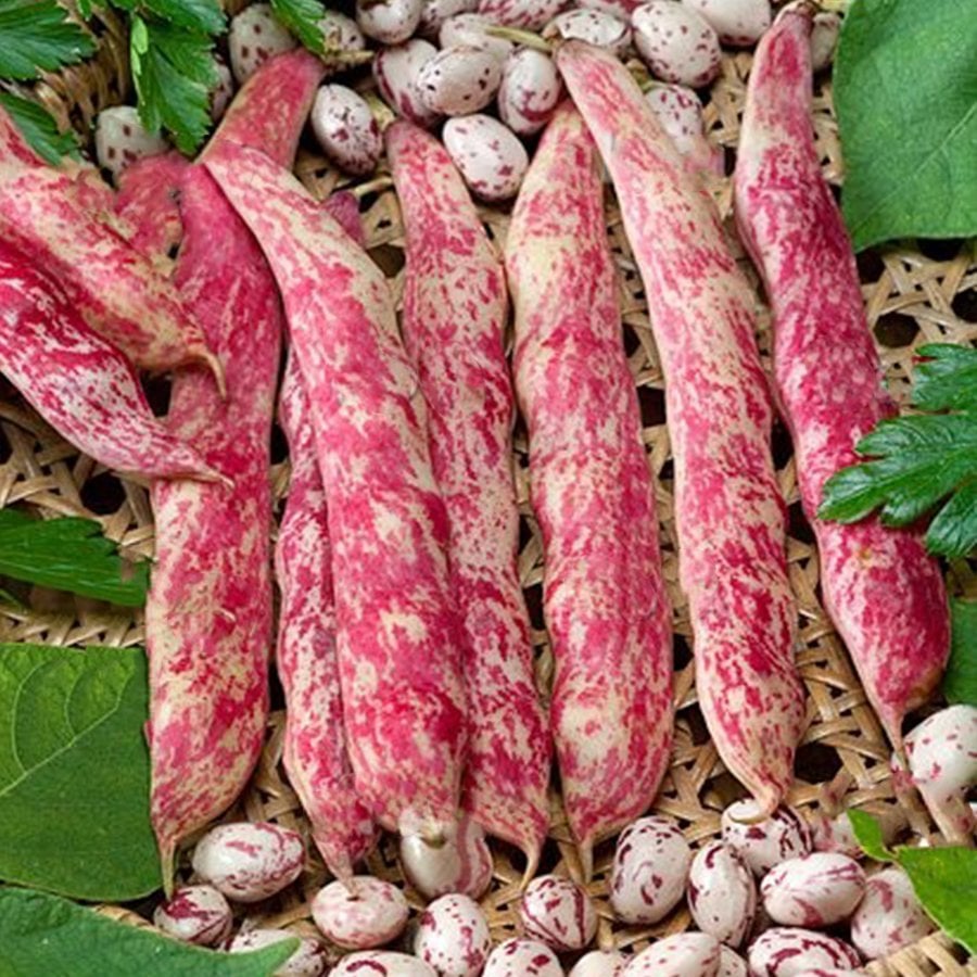 Oturak Hale Fransız Tipi Barbunya Tohumu-50 Gram (Orjinal Paket)