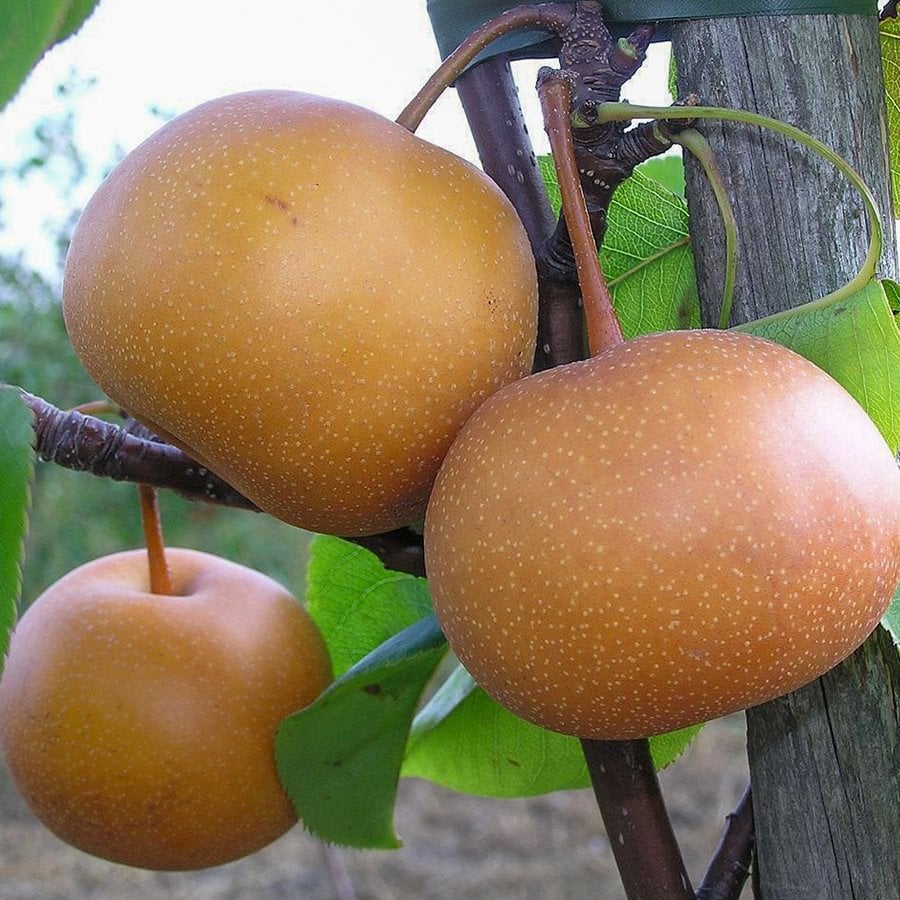 Tüplü Yarı Bodur Atego (Japon) Armut Fidanı