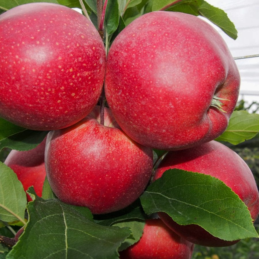 Tüplü Yüksek Verimli Galaxy Gala Elma Fidanı