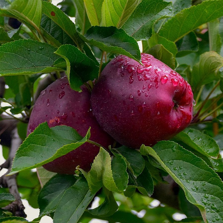 Saksıda Çok Dikilen Red Chief Elma Fidanı