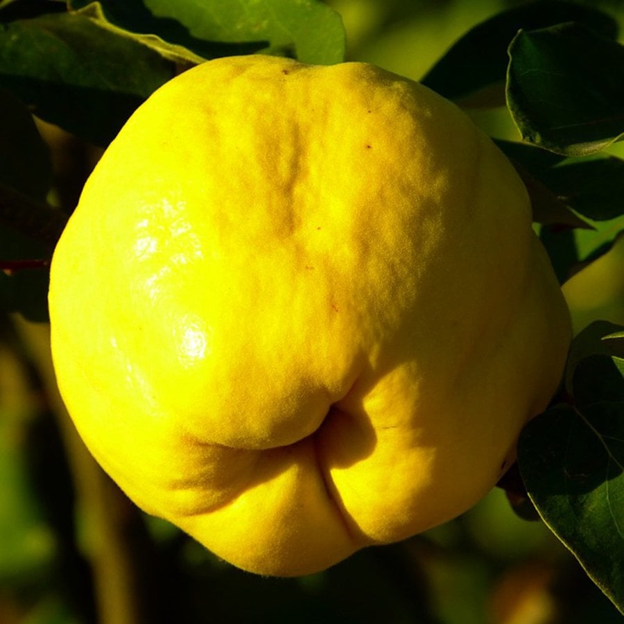 Tüplü Yarı Bodur Yüksek Verimli Ekmek Ayva Fidanı