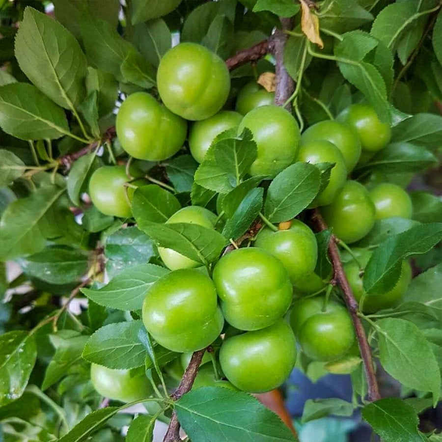 Tüplü Yeşil Ağustos Papazı Erik Fidanı