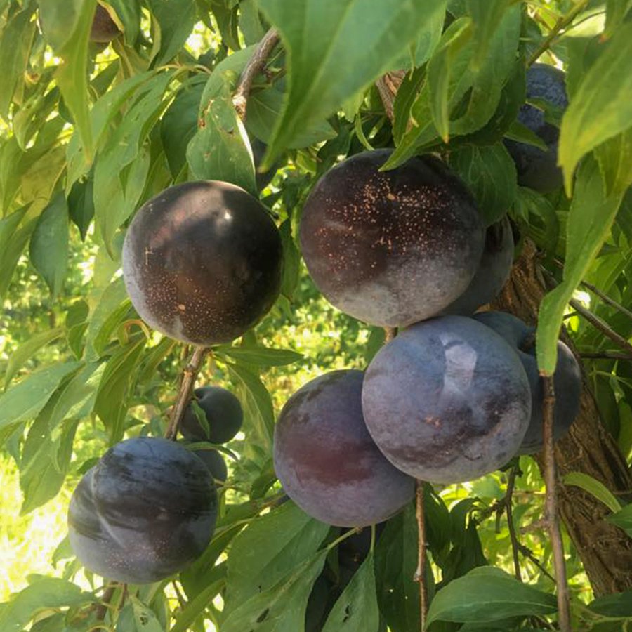 Saksıda Black Splendor Erik Fidanı