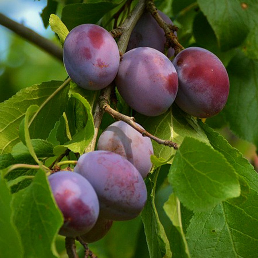 Tüplü Yarı Bodur Freeze (Freze) Erik Fidanı