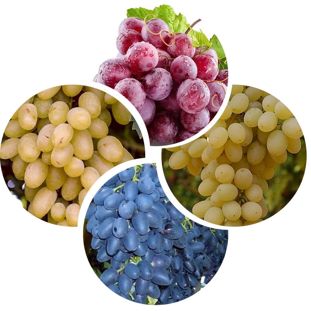 Kokulu üzüm fidesi pakedi -5 Adet-