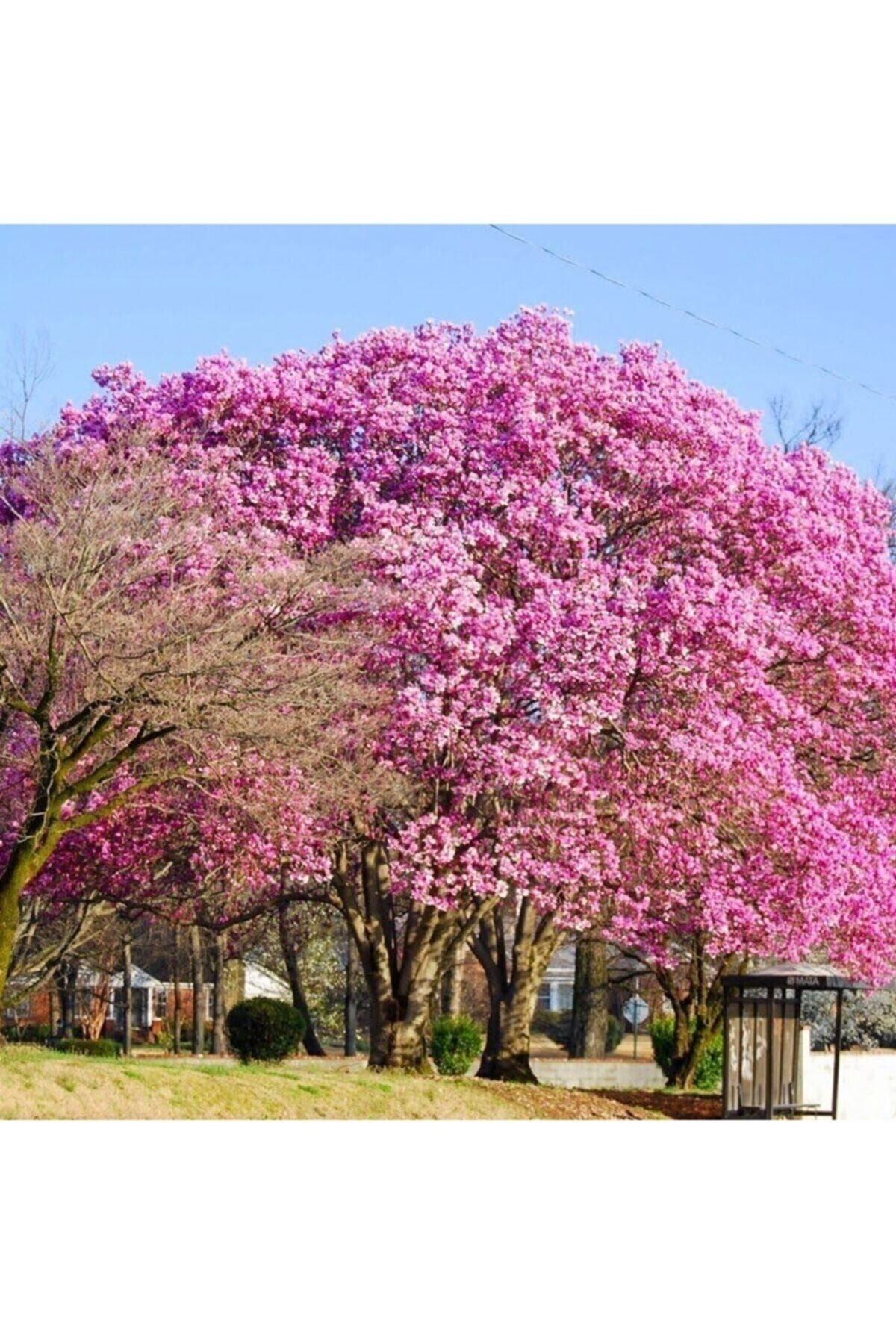 Dünya'nın En Hızlı Büyüyen Ağacı Pembe Paulownia  Fidesi -5Adet-