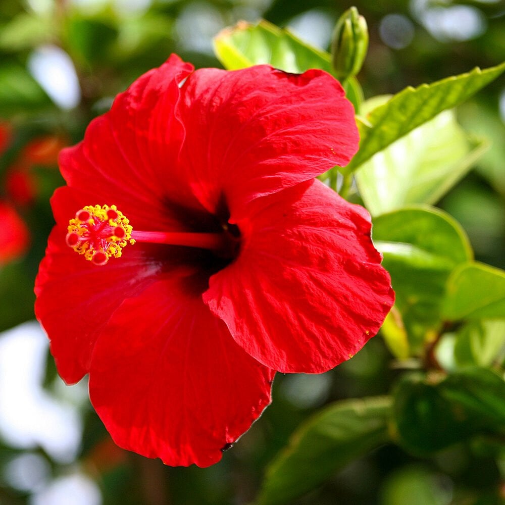 Japon Gülü Fidesi - Hibiscus Rosa -3 Adet-