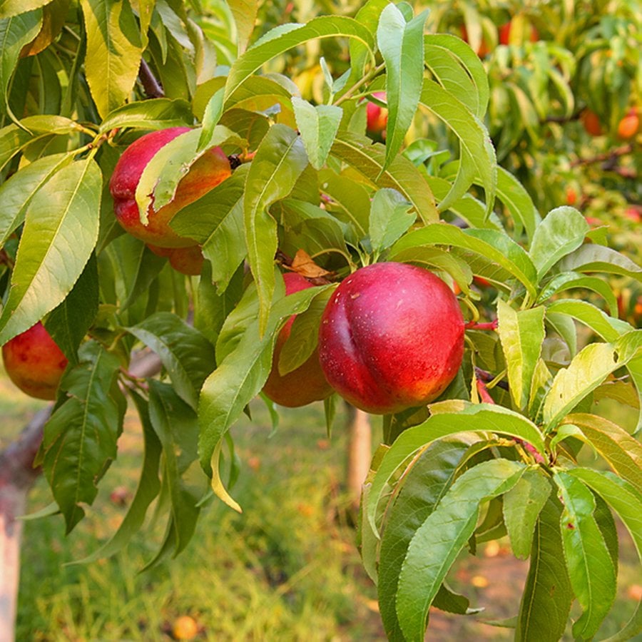 Tüplü Yarı Bodur Lezzetli Amiga Nektarin Fidanı