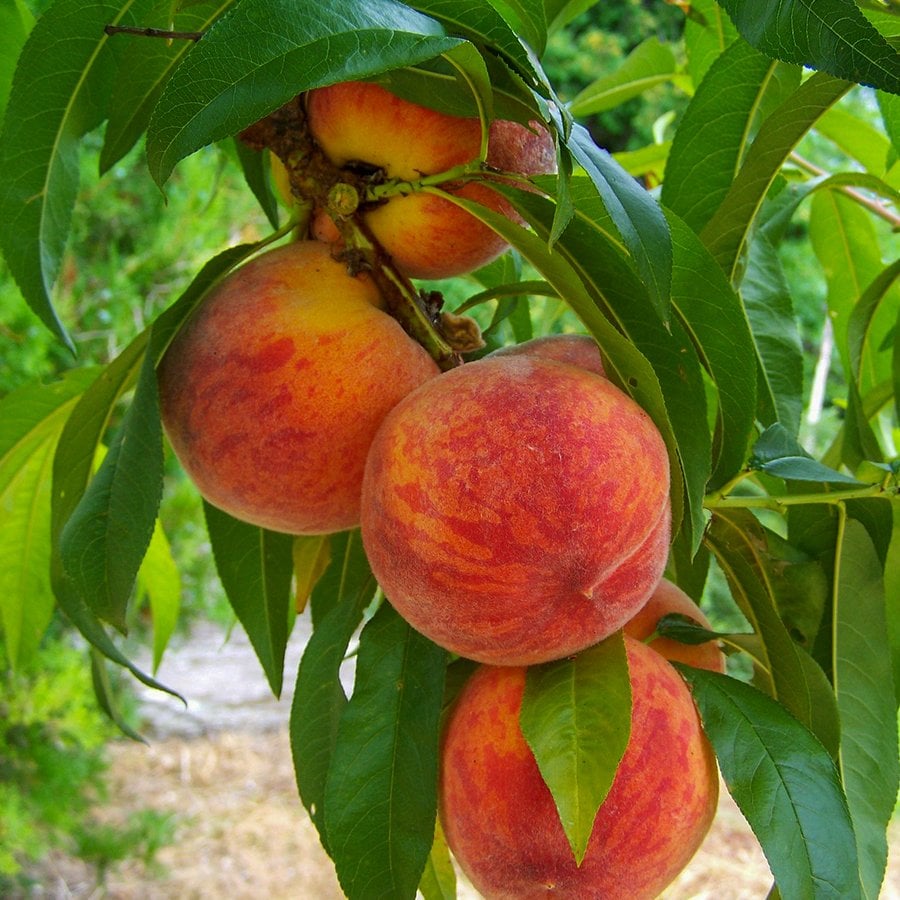 Tüplü Yarı Bodur Anadolu Şentürk Şeftali Fidanı