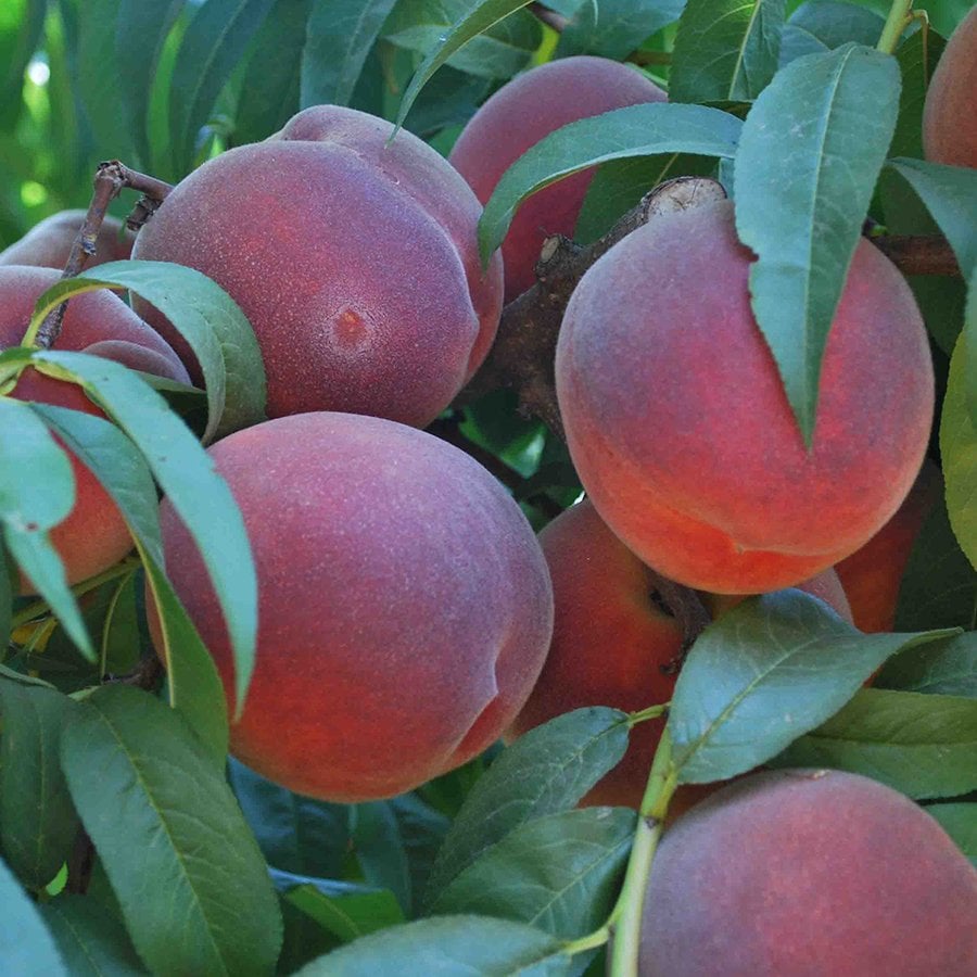 Tüplü Yarı Bodur Lezzetli Elegant Lady Şeftali Fidanı