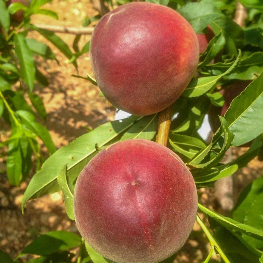 Tüplü Yarı Bodur Aromalı Carselet Şeftali Fidanı