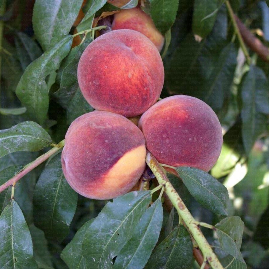 Tüplü Yarı Bodur Lezzetli Cresthaven Şeftali Fidanı