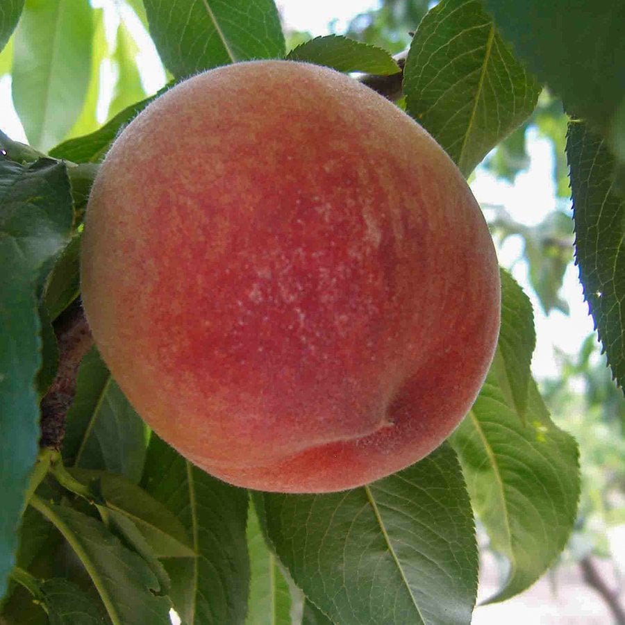 Tüplü Yarı Bodur Glo Heaven Şeftali Fidanı