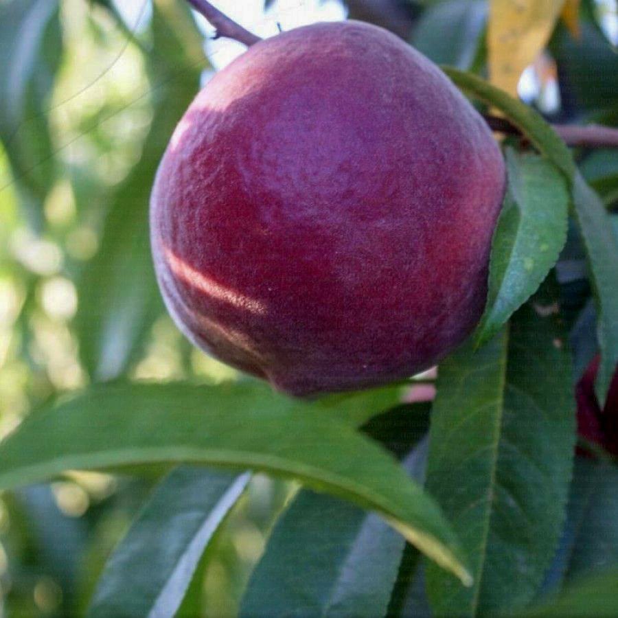 Tüplü Yarı Bodur Olağanüstü Çeşit Red Glory Şeftali Fidanı