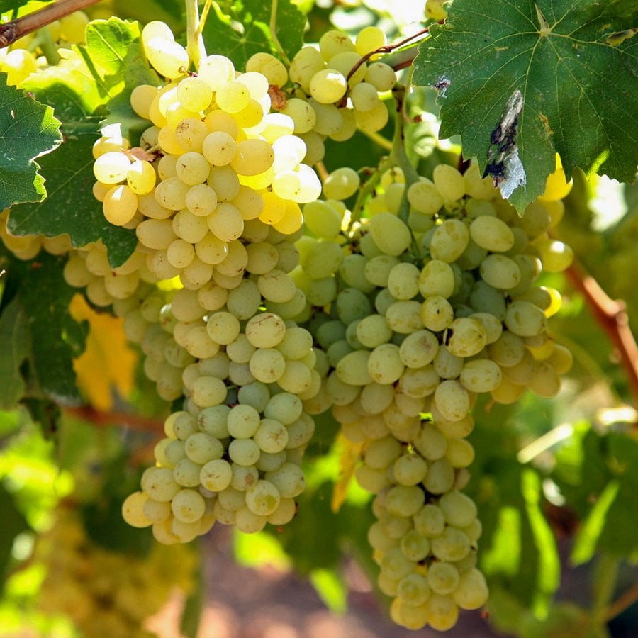 Tüplü İzmir Sultani Çekirdeksiz Üzüm Fidanı