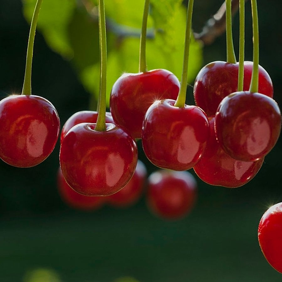 Tüplü Yarı Bodur İri Meyveli Kütahya Vişne Fidanı