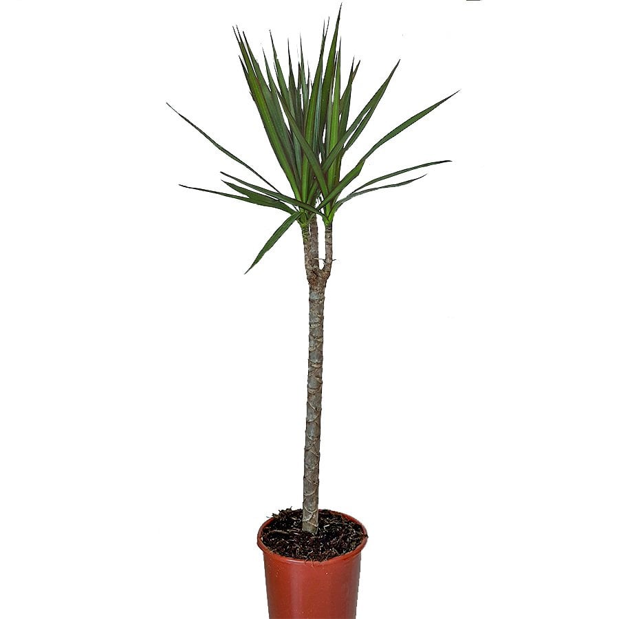Saksıda Madagaskar Dragon Ağacı-45 cm