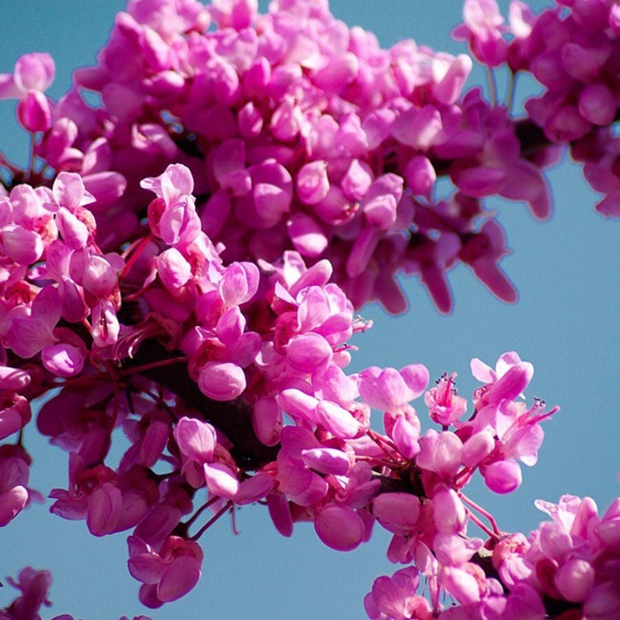 Büyük Saksıda Erguvan Ağacı