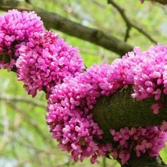 Büyük Saksıda Erguvan Ağacı
