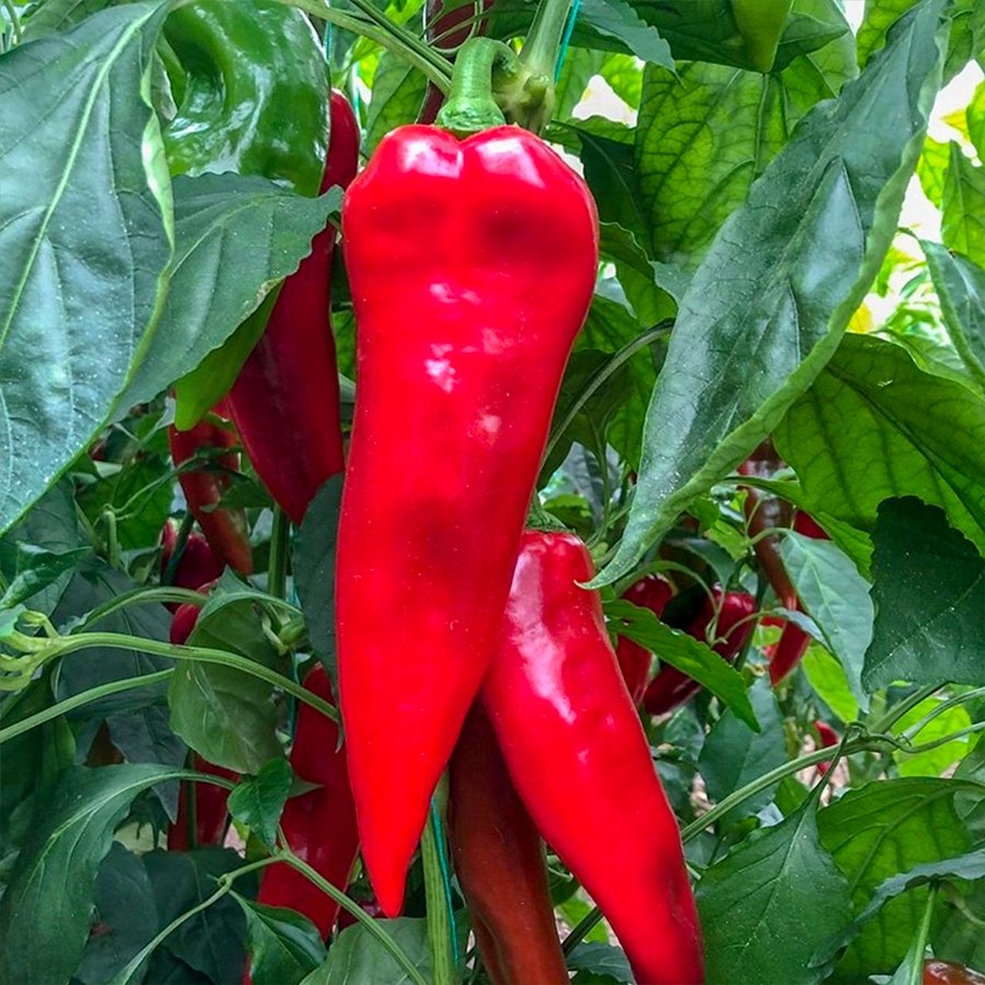 Yağlı Tatlı Kapya Biber Fidesi-5 Adet