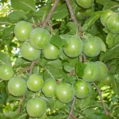 Tüplü Yemesi Güzel Papaz Erik Fidanı