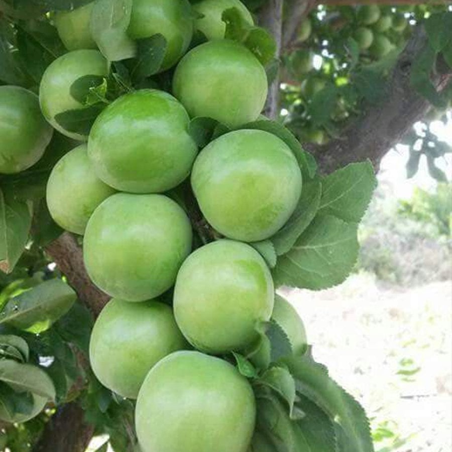 Tüplü Yemesi Güzel Papaz Erik Fidanı