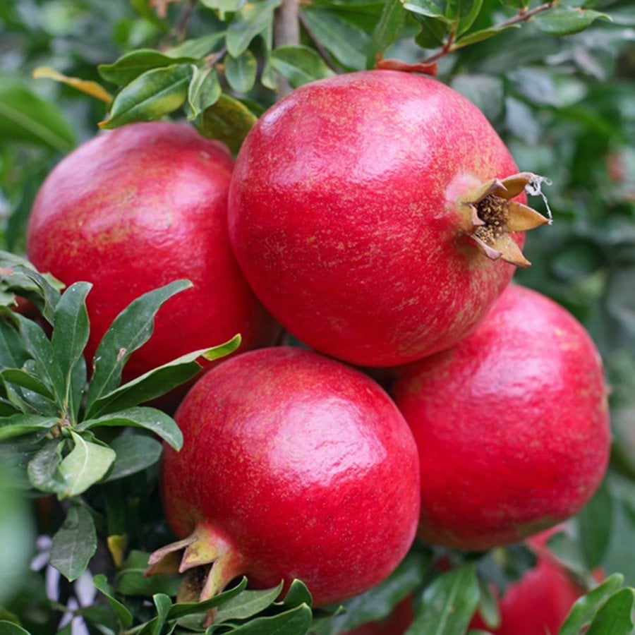 Tüplü Sofralık Wonderful Nar Fidanı