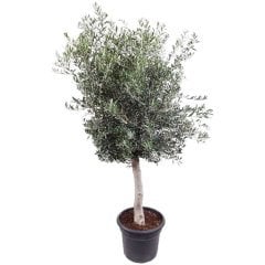 Tam Bodur Meyve Verme Durumunda Arbequina Zeytin Fidanı