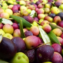 Saksılı Tam Bodur Arbequina Zeytin Fidanı