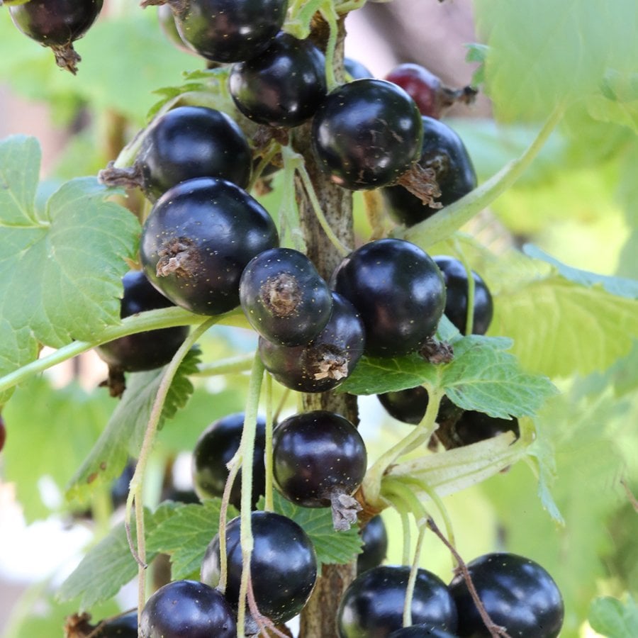 Tüplü Tokat 3 Frenk Üzümü Fidanı
