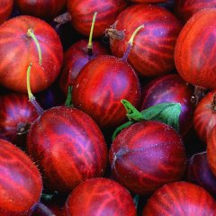 Tüplü Kırmızı Tatlı Bektaşi Üzümü Fidanı