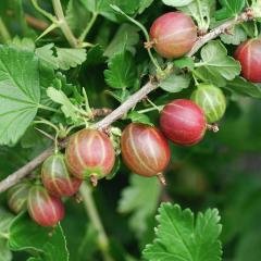 Tüplü Kırmızı Tatlı Bektaşi Üzümü Fidanı