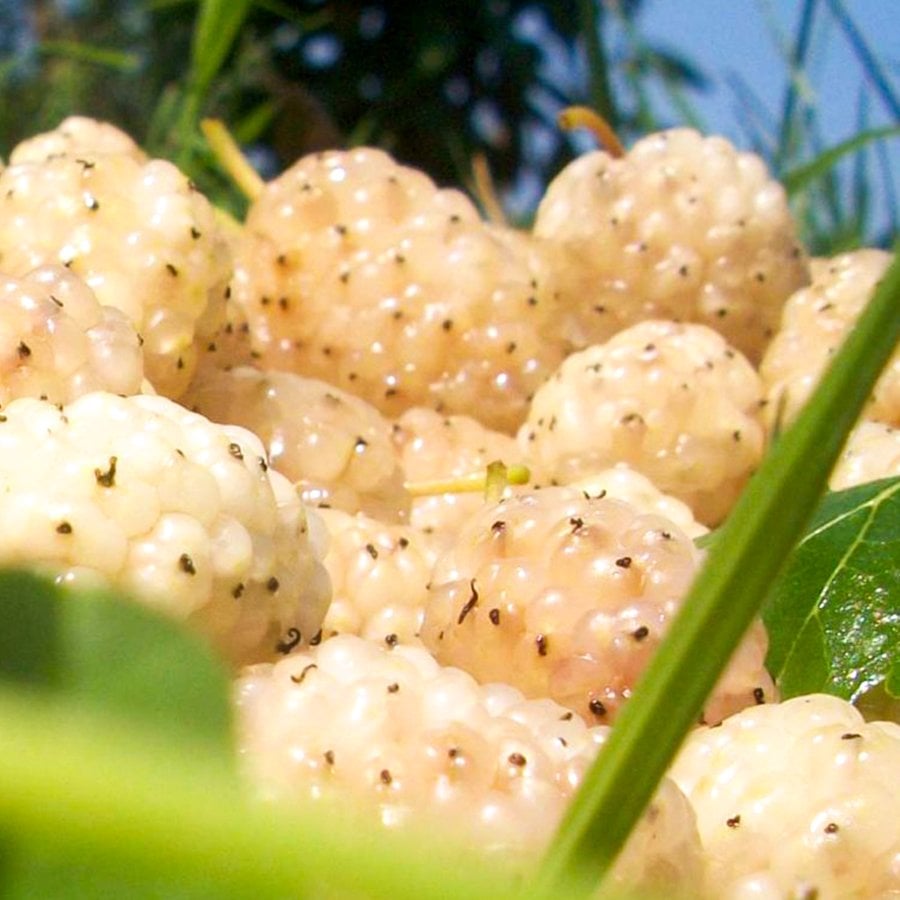 Tüplü Çok Tatlı Beyaz Malatya Dut Fidanı