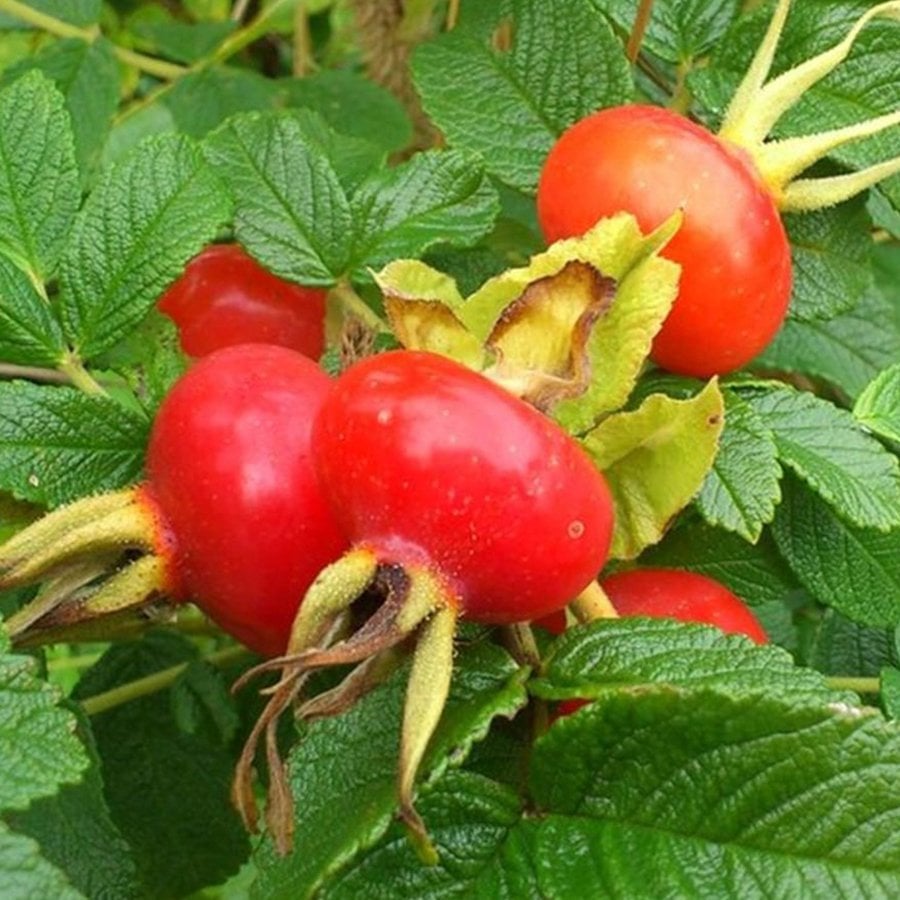 Tüplü Büyük Meyveli Rosa Rugosa Kuşburnu Fidanı