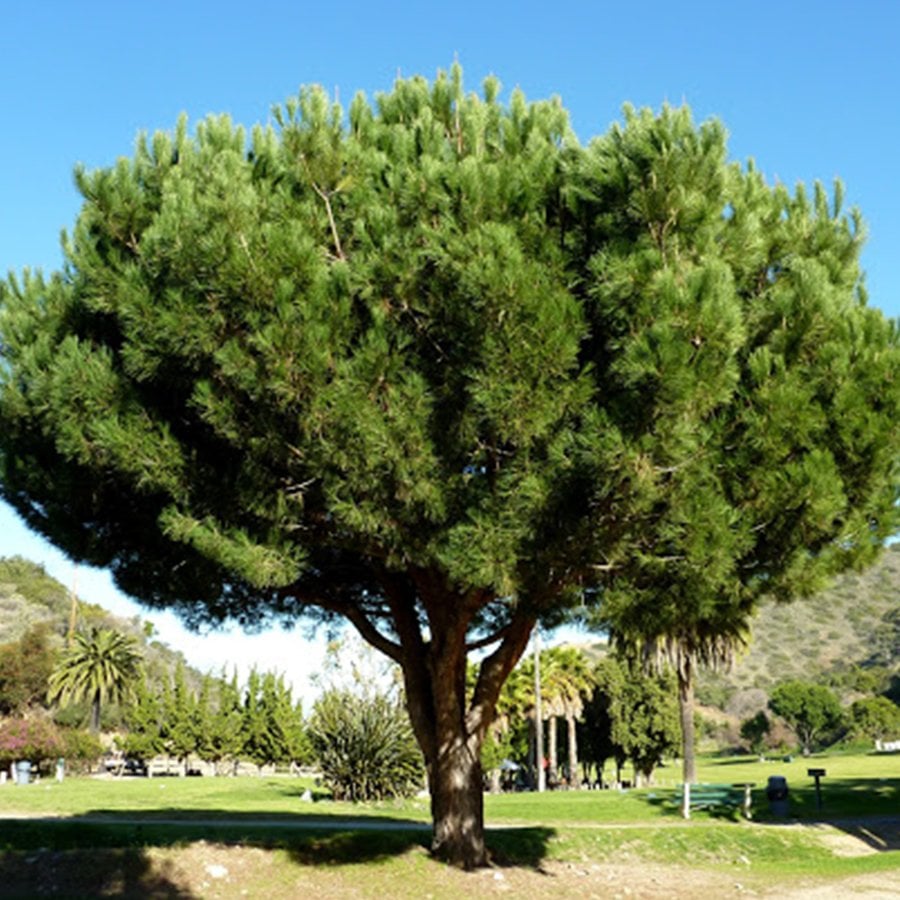 Tüplü Fıstık Çamı (PINUS PINEA) Ağacı Fidanı