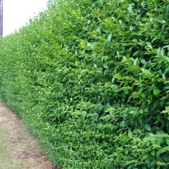 Tüplü Çit Bitkisi Ligustrum Kurtbağrı Fidanı