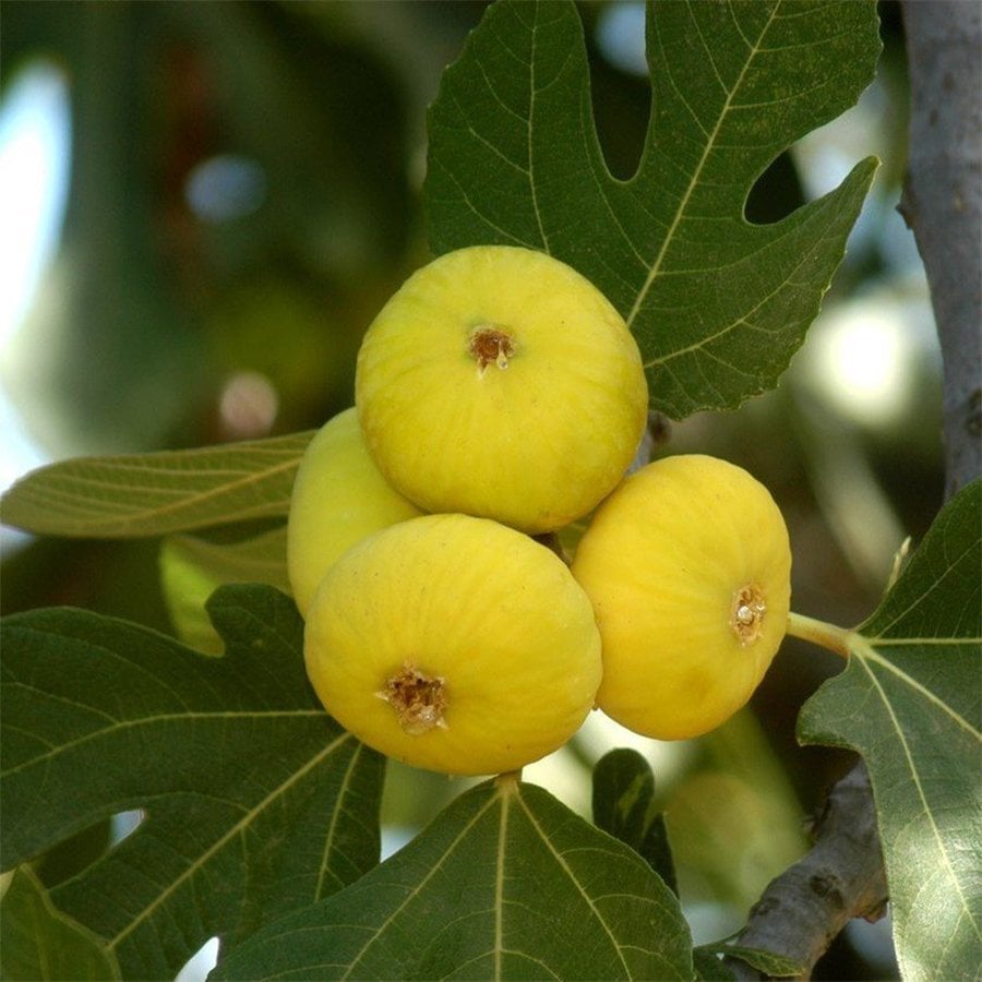 Tüplü Yöresel Beyaz Lob İncir Fidanı