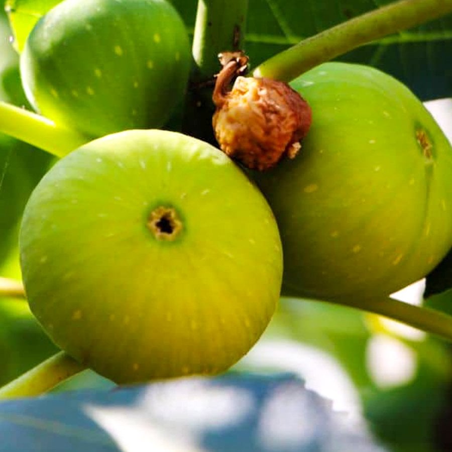 Tüplü Uzun Süre Hasat Edilen Yediveren İncir Fidanı