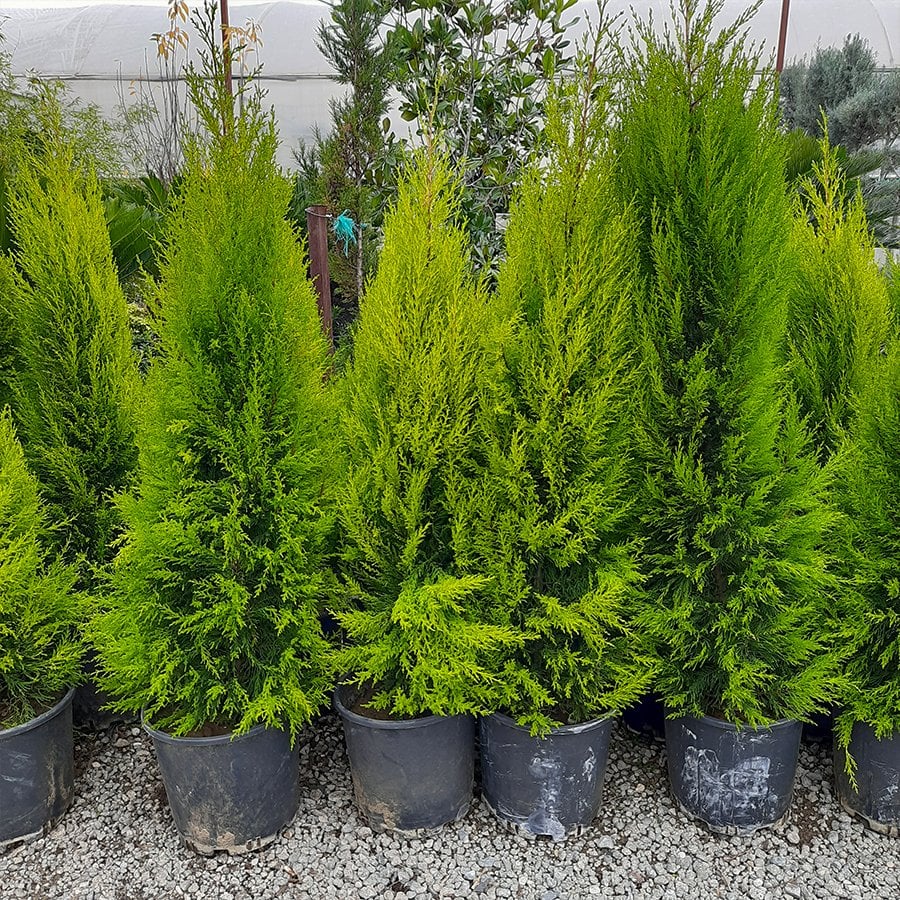 Saksıda Dolgun Yapılı Limoni Servi Ağacı-(150-170 Cm)