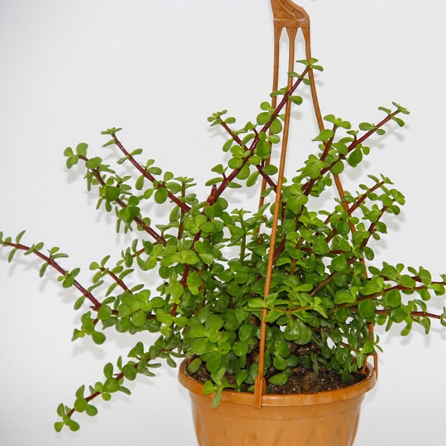 Bonsai İçin Uygun Büyük Yapıda Yeşim (Afra) Ağacı