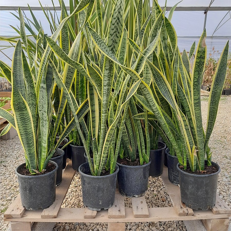 Saksıda Paşa Kılıcı Sansevieria Cylindrica-1 Metre Üstü