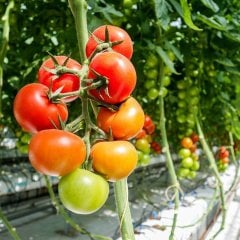 Yüksek Verimli Sırık Domates Fidesi-5 Adet
