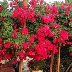 Tüplü Red Cherry Belle Sarmaşık Gül Fidanı (100-150 cm Bambulu)