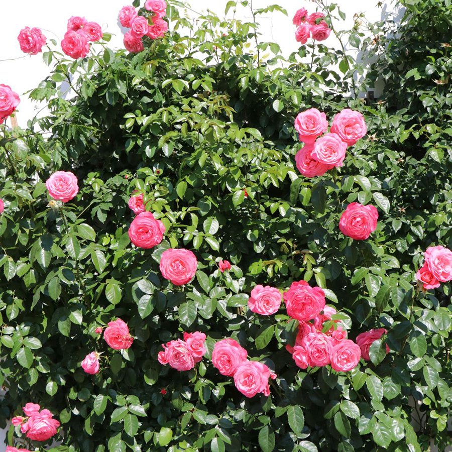 Tüplü Pembe Rosanna Sarmaşık Gül Fidanı (100-150 cm Bambulu)