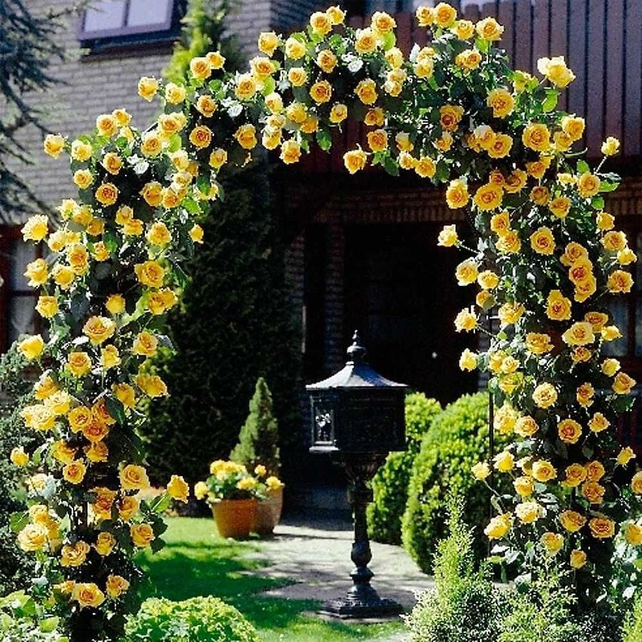 Tüplü Sarı Tırmanıcı Sarmaşık Gül Fidanı (100-150 cm Bambulu)
