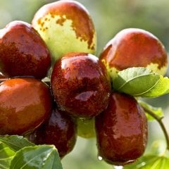 Tüplü Sağlık Dostu Şifalı Hünnap Fidanı